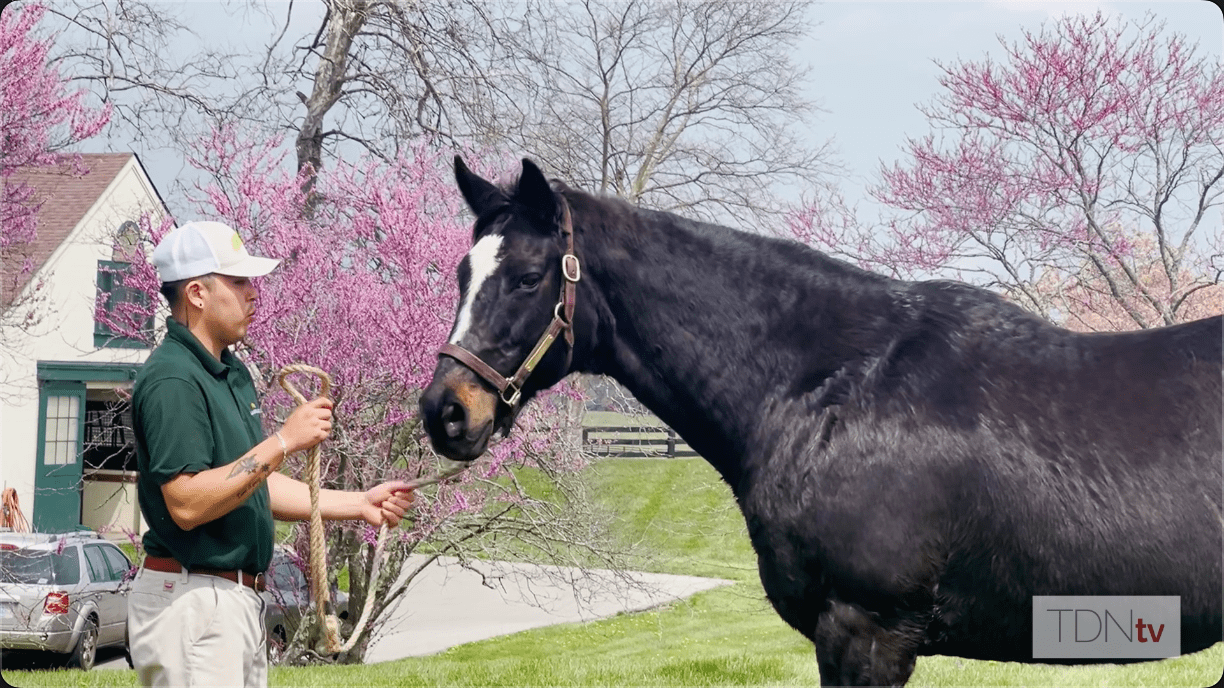 Celebrate Zenyatta's 20 Birthday with Visit Horse Country